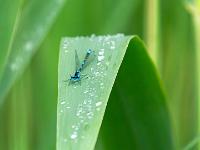 Azurjungfer Libelle auf Schilfblatt mit Wassertropfen